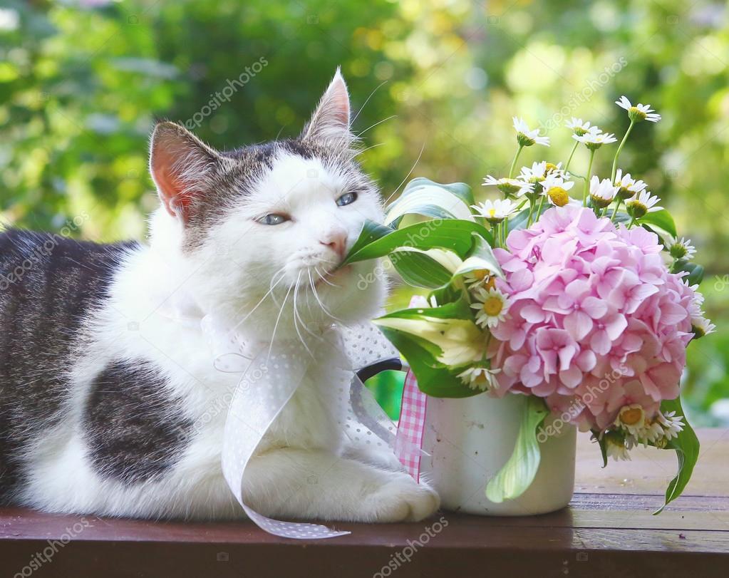 Chat aux yeux bleus avec bouquet rose hortensia gros plan — Photographie Ulianna © 122915468