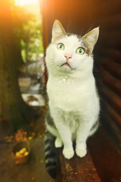 Kedi sit ülke evi verandada — Stok fotoğraf