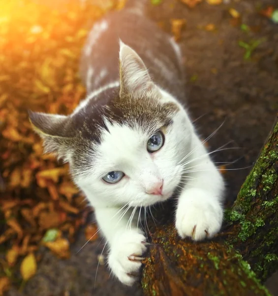 蓝色的眼睛的西伯利亚猫磨爪子 — 图库照片