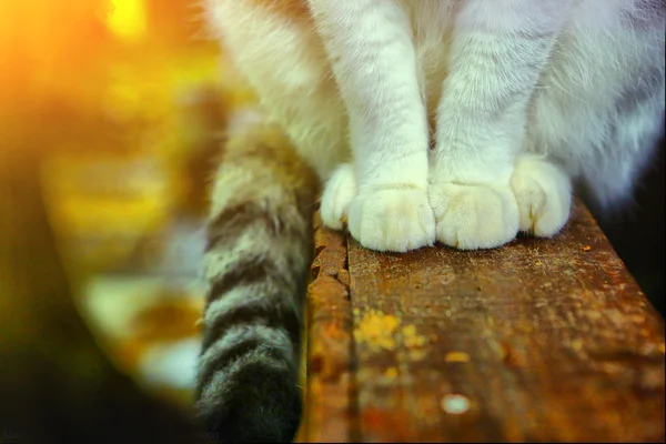 Patas gatos e cauda no alpendre país de madeira — Fotografia de Stock