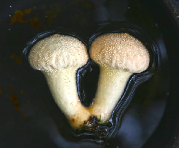 Fused puffball mushrooms close up photo — Stock Photo, Image
