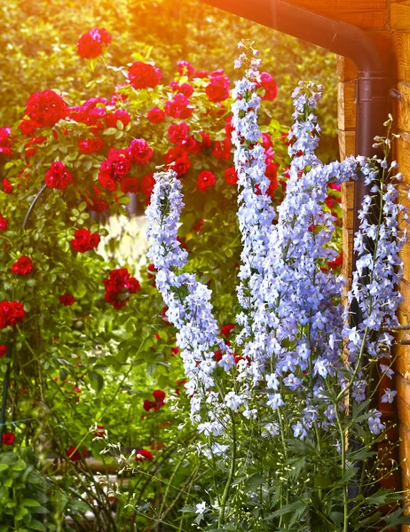 Belo jardim com flores azul delphinium — Fotografia de Stock