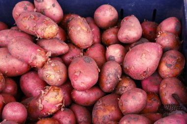 Kırmızı olgun patates yakın çekim fotoğraf piyasada