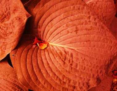 Mavi büyük yaprak fabrikayı kapatmak yukarıya fotoğraf