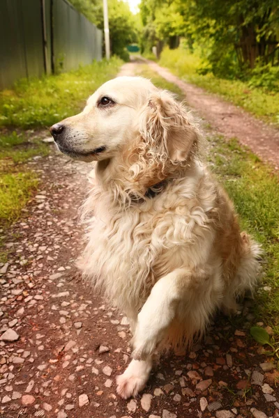 O köpek Labrador geri almak kapatmak yukarıya fotoğraf — Stok fotoğraf