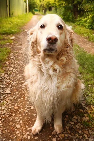 Labrador retriever hond ze close-up foto — Stockfoto