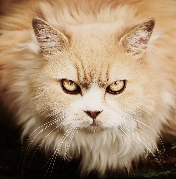 Persian cat warning gaze close up portrait — Stock Photo, Image