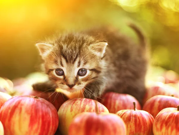 Kätzchen auf den Herbstäpfeln hautnah Porträt — Stockfoto