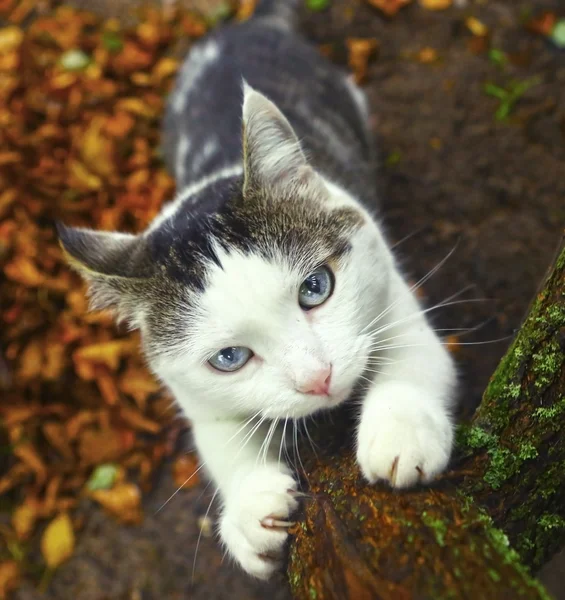 Gato siberiano de olhos azuis afiar suas garras — Fotografia de Stock