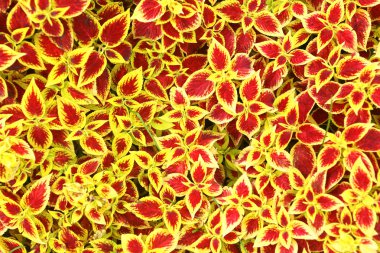 Isırgan çimenlerin üzerinde park flowerbed kapatmak yukarıya fotoğraf