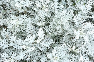 Dekoratif beyaz çim kapatmak yukarıya fotoğraf