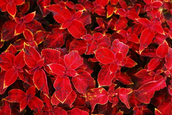 Brennnesselgras auf Parkblumenbeet aus nächster Nähe Foto — Stockfoto