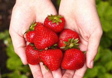 Elinde olgun ahududu