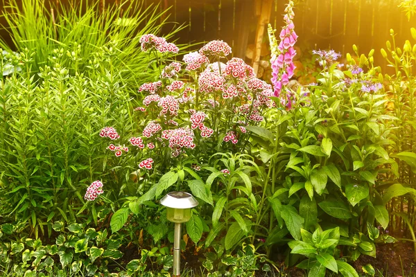 Beautiful summer garden with carnation flowers — Stock Photo, Image