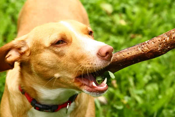 Gezonde jonge hond spelen met stok — Stockfoto