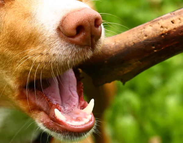 Gesunder junger Hund spielt mit Stock — Stockfoto