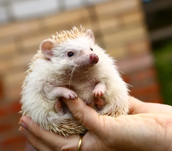 hedgehog in human hand close up photo