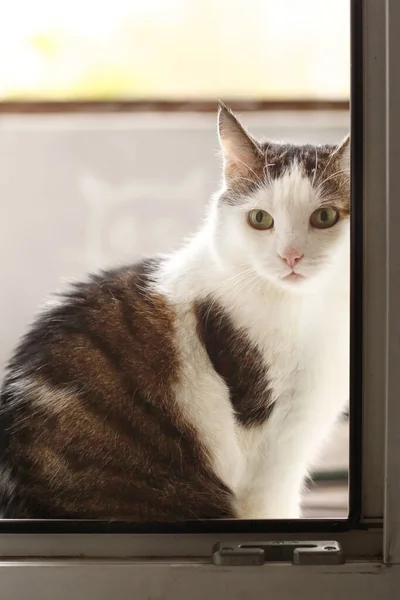 País divertido gato primer plano foto relajarse en alféizar de la ventana — Foto de Stock