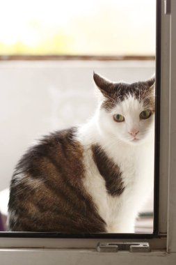 Kırsal komik kedinin yakın plan fotoğrafı pencere pervazında dinleniyor