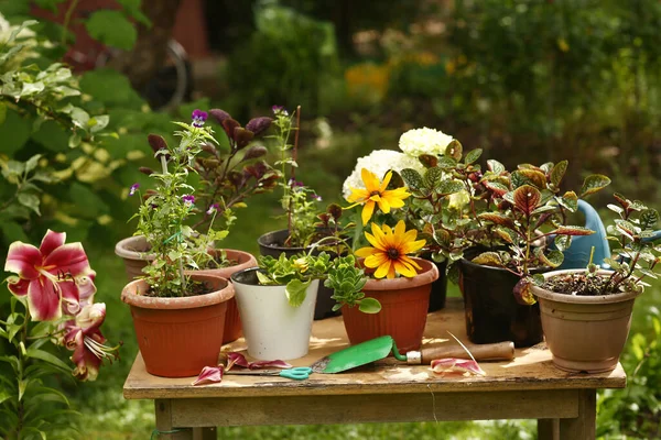 Červená Lilie Phloxes Hortenzie Květiny Květináč Rostliny Zelené Letní Zahradě — Stock fotografie