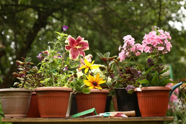 Lis Rouge Phloxes Hortensia Fleurs Pot Plantes Sur Fond Vert — Photo