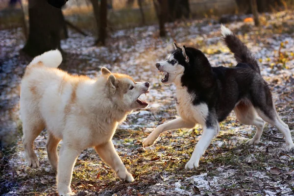Dois Cães Laika Husky Jogar Parque Cidade Nevado Perto Foto — Fotografia de Stock