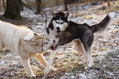 Karlı şehir parkında oynayan iki iri kıyım laika köpeği. Yakın çekim fotoğrafı.