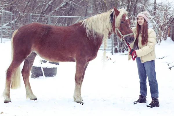 Teenager Girl Long Brown Hair Chestnut Horse Plaited Mane Close — Stock Photo, Image