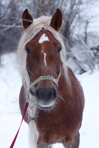 Cavallo Castagno Con Criniera Intrecciata Ritratto Ravvicinato Sfondo Nevoso Invernale — Foto Stock