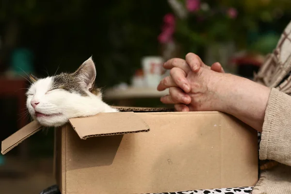 Country Grappig Kat Doos Schoot Met Vrouw Strelen Handen Close — Stockfoto