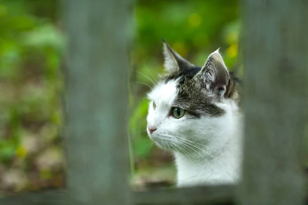 Land katt utomhus närbild foto promenader på grönt gräs bakgrund — Stockfoto