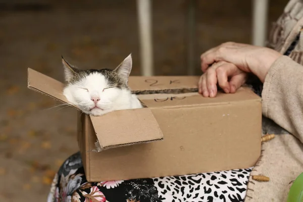 Land Lustige Katze Box Auf Dem Schoß Mit Frau Streicheln — Stockfoto