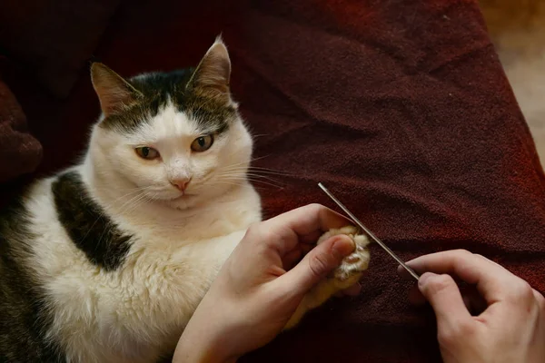 Человеческая рука с градом файлов с кошачьими когтями крупным планом фото — стоковое фото