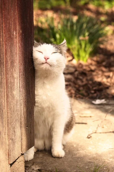 País divertido gato primer plano foto relajante en verano jardín fondo —  Fotos de Stock