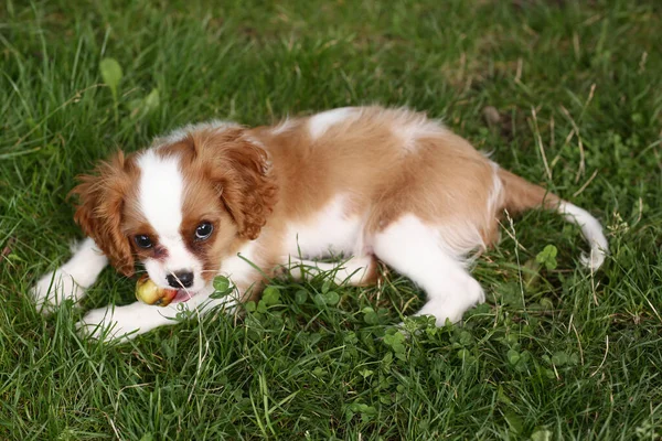 Cavalier kral Charles spaniel köpek yavrusu yeşil çimen arka planda yakın fotoğraf — Stok fotoğraf