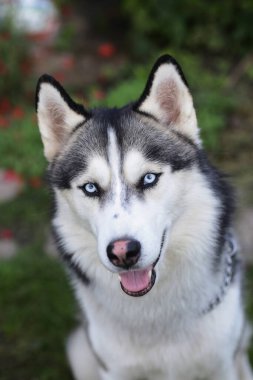 İri yarı köpek, yeşil çimen arka plandaki fotoğrafı kapat.
