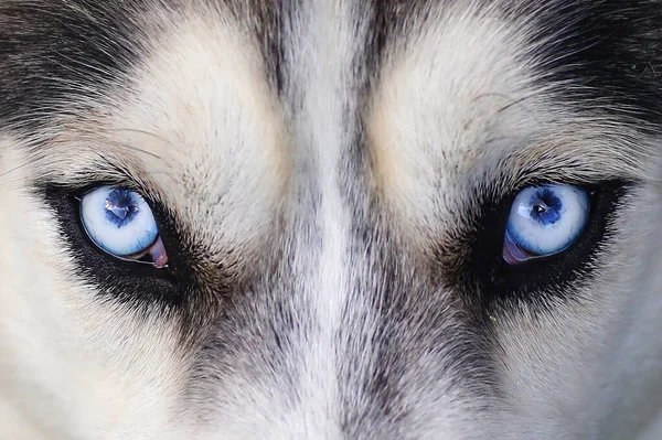Husky perro ojos azules primer plano foto — Foto de Stock