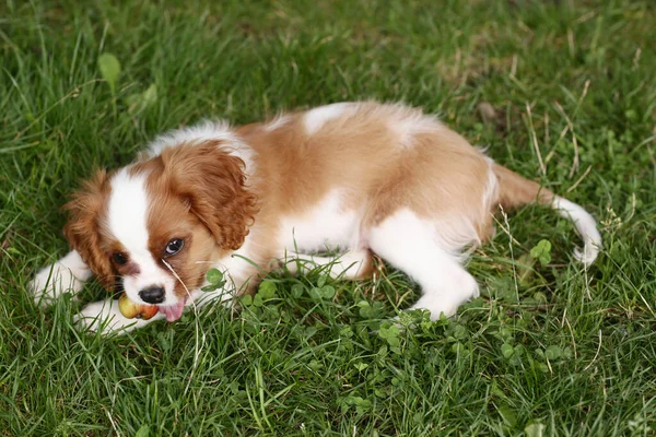Kawaler król Charles spaniel szczeniak pies odkryty zbliżenie zdjęcie na zielonym tle trawy — Zdjęcie stockowe