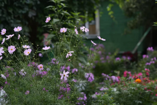 Pink flowers on flower bed on green garden background. — Stock Photo, Image