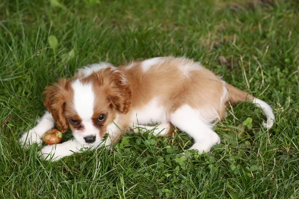 Kawaler król Charles spaniel szczeniak pies odkryty zbliżenie zdjęcie na zielonym tle trawy — Zdjęcie stockowe