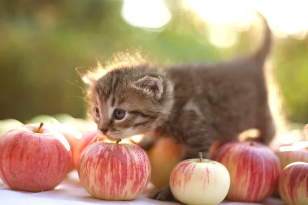 Kleines Kätzchen auf dem Herbstapfelhintergrund — Stockfoto