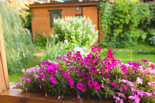 Césped verde en un colorido jardín formal ajardinado. Hermoso jardín . —  Fotos de Stock
