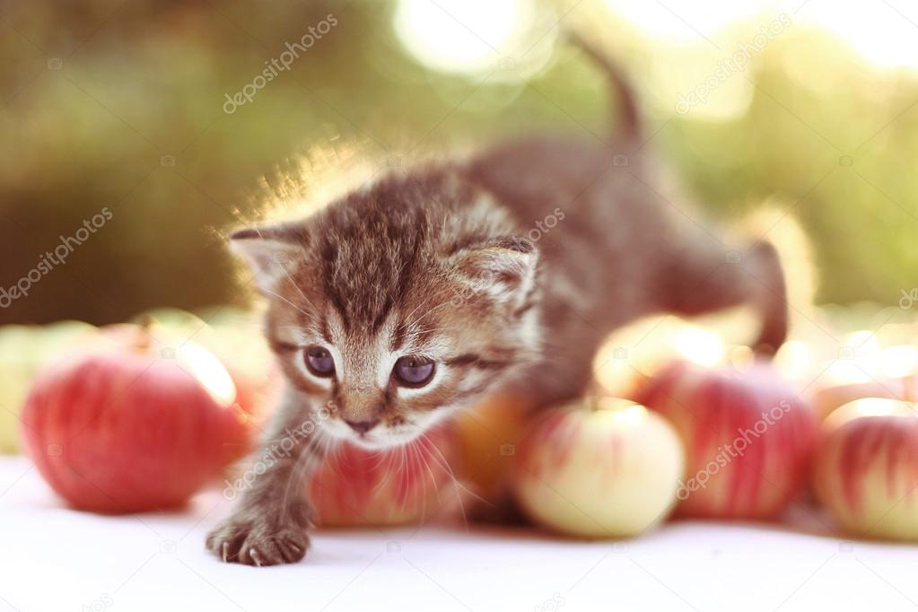 кот ест яблоко. котята и яблоки. кот ест яблоко. кошка яблоко. кошка ест яблоки.