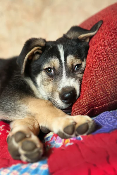 Niedlicher Schäferhund lag auf dem Bett — Stockfoto