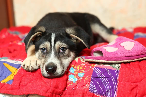 Schattig herder puppy op het bed met slippers — Stockfoto