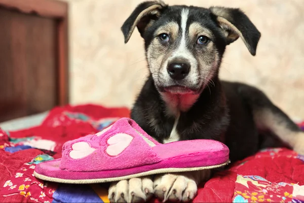 Cachorro pastor bonito na cama com chinelos — Fotografia de Stock