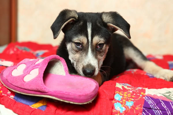 Söta herdepuppy låg på sängen med tofflor — Stockfoto