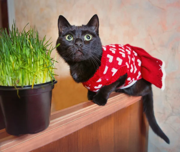 Zwarte vleermuis uit gebreide rode jurk met gras pot — Stockfoto