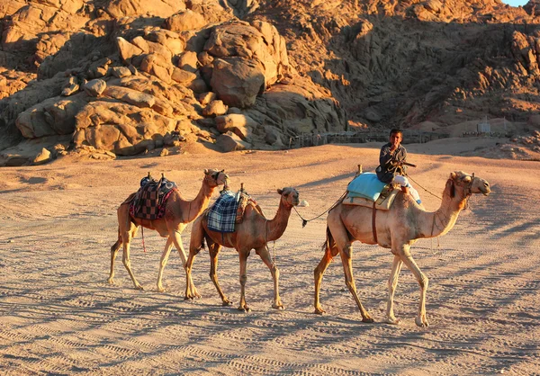 EGYPT, SHARM-EL-SHEIKH, JANUARY 12, 2015: Egyptian boy leads the — Stock Photo, Image