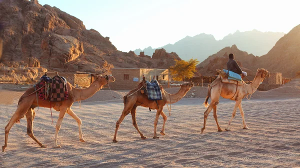 EGYPT, SHARM-EL-SHEIKH, JANUARY 12, 2015: Egyptian boy leads the — Stock Photo, Image